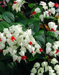 Clerodendron thomsoniae 